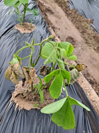 박손분님의 콩 · 병해충상담 작성글 사진