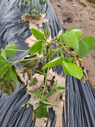 박손분님의 콩 · 병해충상담 작성글 사진