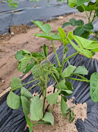 박손분님의 콩 · 병해충상담 작성글 사진