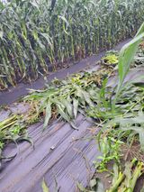 팜모닝 옥수수·영농일지 게시글 이미지