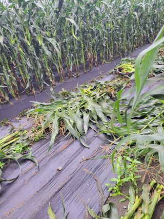 우영옥님의 옥수수 · 영농일지 작성글 사진