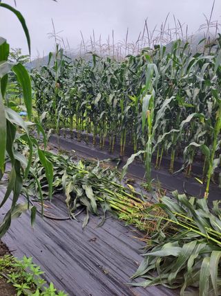 우영옥님의 옥수수 · 영농일지 작성글 사진