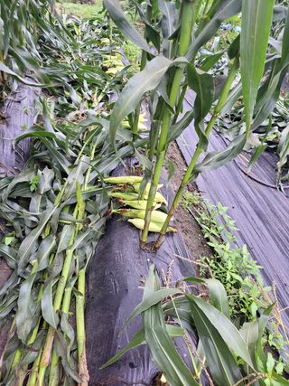 우영옥님의 옥수수 · 영농일지 작성글 사진