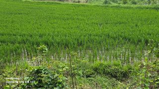 초보농부님의 벼 · 영농일지 작성글 사진