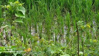 초보농부님의 벼 · 영농일지 작성글 사진