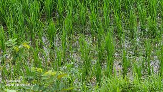 초보농부님의 벼 · 영농일지 작성글 사진