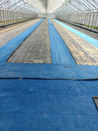 농민님의 상추 · 자유게시판 작성글 사진