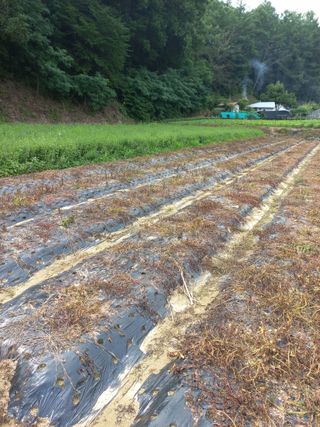 농민님의 상추 · 자유게시판 작성글 사진