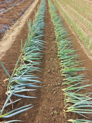 농민님의 상추 · 자유게시판 작성글 사진