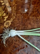 팜모닝 마늘·병해충상담 게시글 이미지