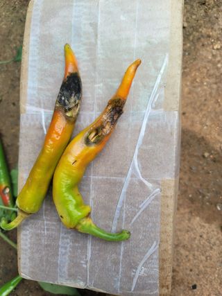 심인보님의 고추 · 병해충상담 작성글 사진