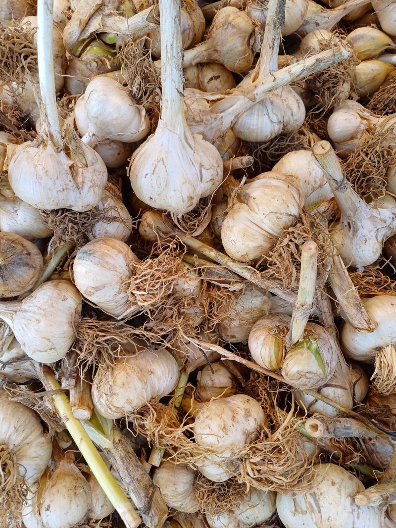 장터 상품 [(마감)코끼리마늘 식용.종자 잔량판매] 썸네일