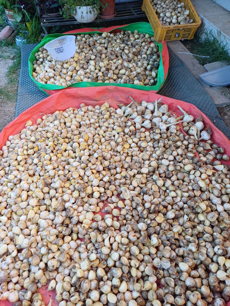 삼성농산님의 장터 판매 상품 [(마감)코끼리마늘 식용.종자 잔량판매] 첨부 사진