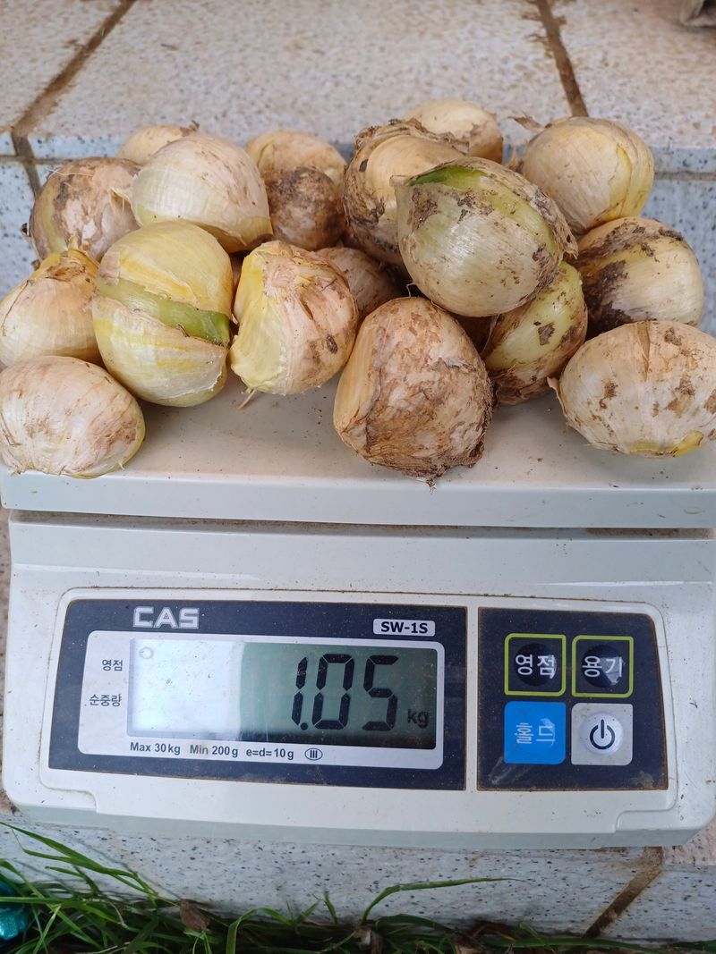 삼성농산님의 장터 판매 상품 [(마감)코끼리마늘 식용.종자 잔량판매] 첨부 사진