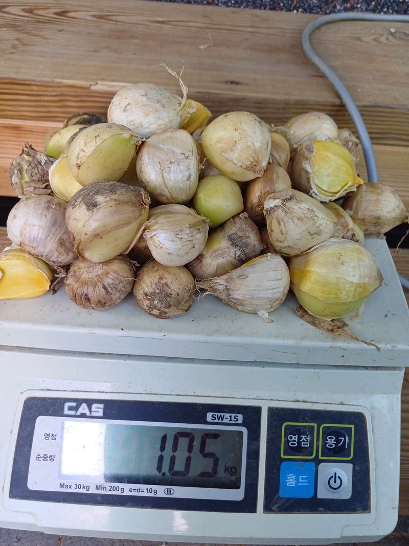 삼성농산님의 장터 판매 상품 [(마감)코끼리마늘 식용.종자 잔량판매] 첨부 사진