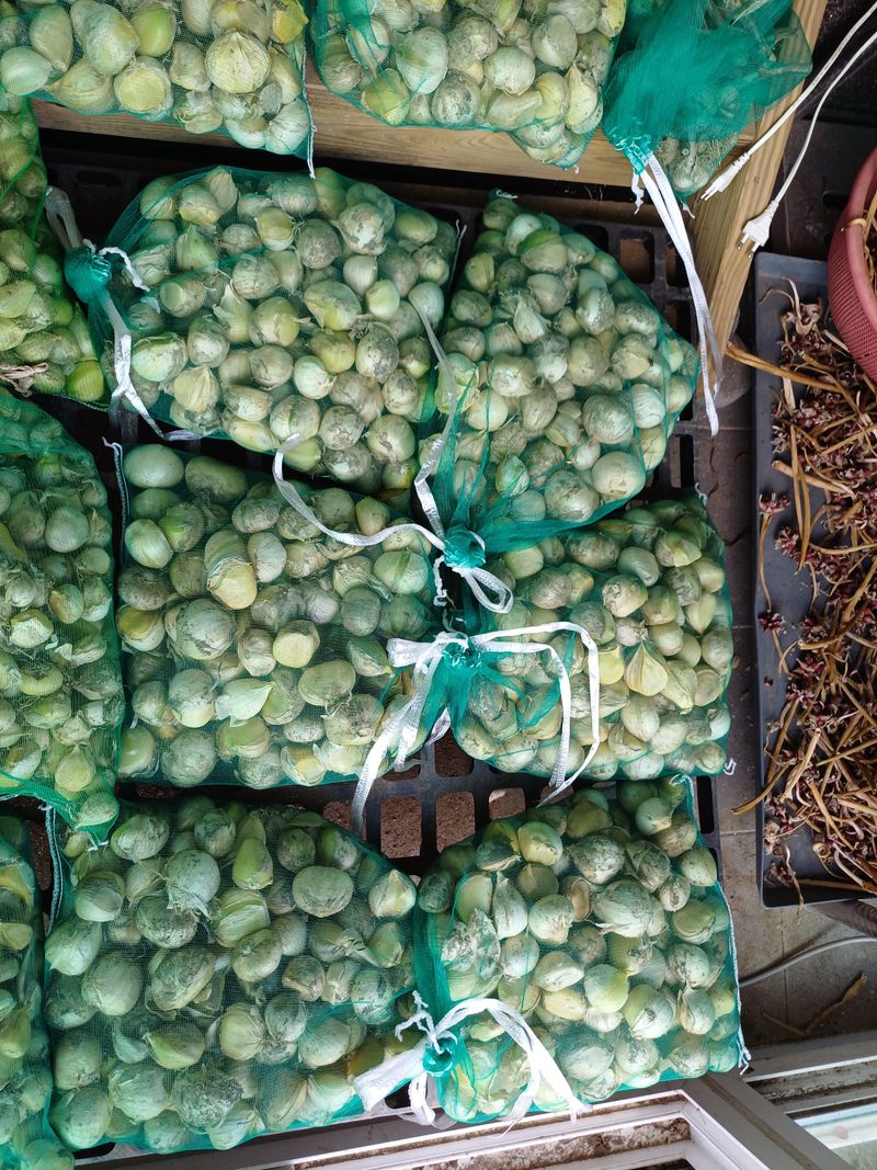 삼성농산님의 장터 판매 상품 [(마감)코끼리마늘 식용.종자 잔량판매] 첨부 사진