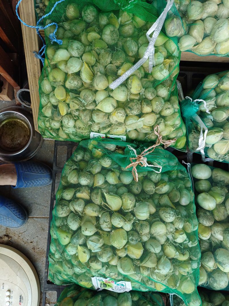 삼성농산님의 장터 판매 상품 [(마감)코끼리마늘 식용.종자 잔량판매] 첨부 사진