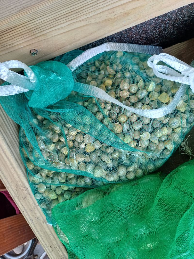 삼성농산님의 장터 판매 상품 [(마감)코끼리마늘 식용.종자 잔량판매] 첨부 사진