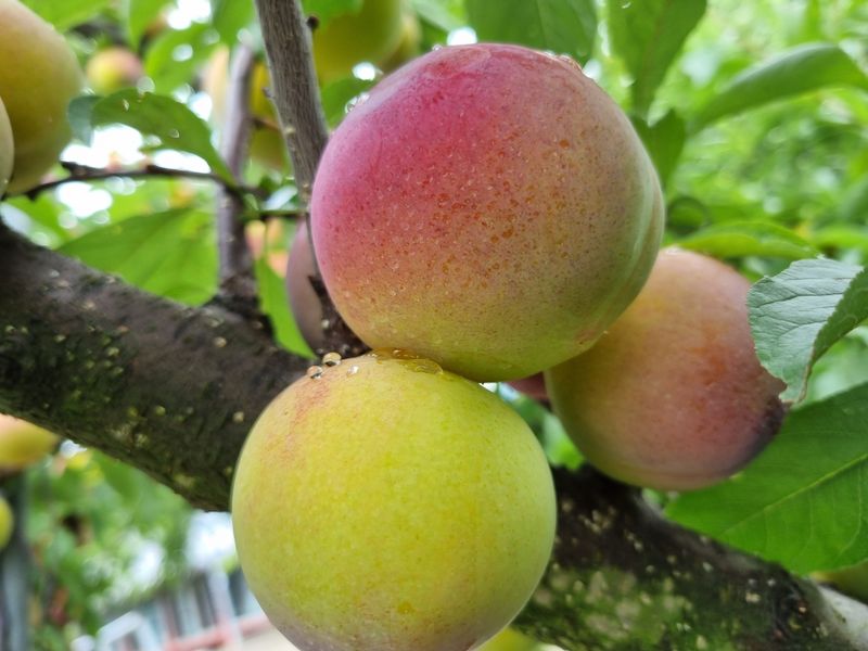 장터 상품 [후무사 자두 2킬로(혼합)] 썸네일