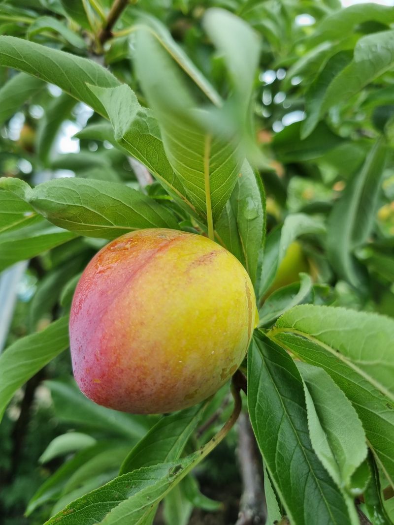 믿고사는농원-송미경님의 장터 판매 상품 [후무사 자두 2킬로(혼합)] 첨부 사진