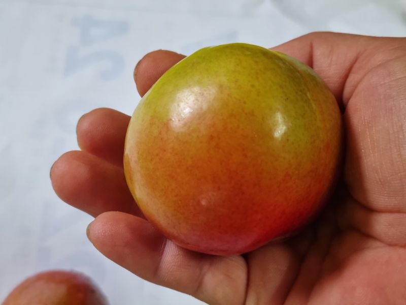 믿고사는농원-송미경님의 장터 판매 상품 [후무사 자두 2킬로(혼합)] 첨부 사진