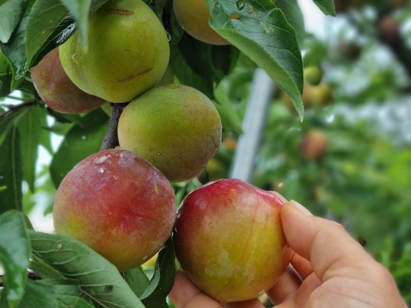 믿고사는농원-송미경님의 장터 판매 상품 [후무사 자두 2킬로(혼합)] 첨부 사진