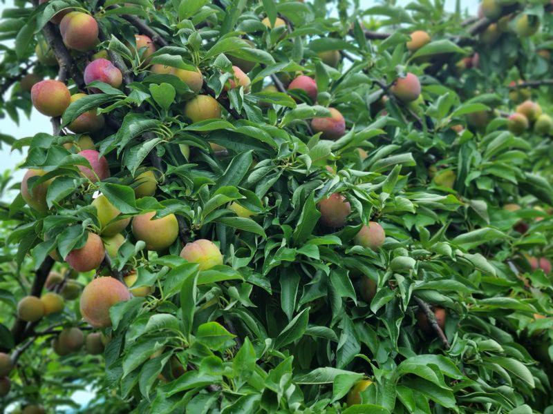 믿고사는농원-송미경님의 장터 판매 상품 [후무사 자두 2킬로(혼합)] 첨부 사진