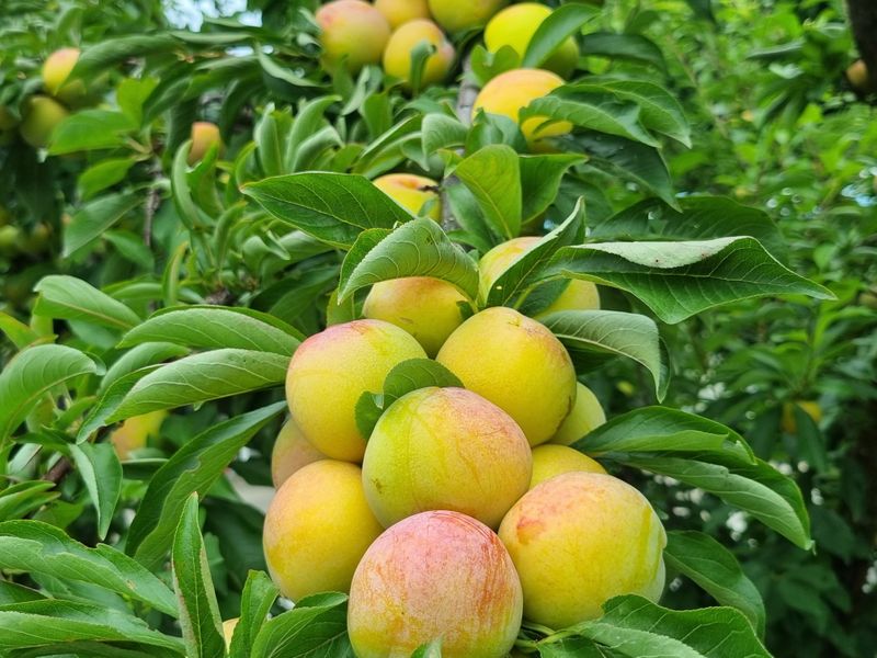 믿고사는농원-송미경님의 장터 판매 상품 [후무사 자두 2킬로(혼합)] 첨부 사진