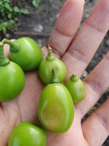 팜모닝 포도·병해충상담 게시글 이미지