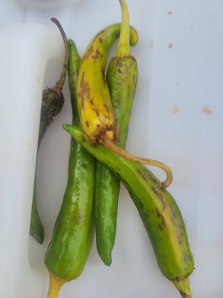 와여농산님의 고추 · 병해충상담 작성글 사진