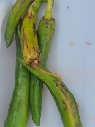 와여농산님의 고추 · 병해충상담 작성글 사진