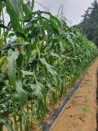 다겸님의 감자 · 영농일지 작성글 사진