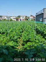 팜모닝 콩·자유게시판 게시글 이미지