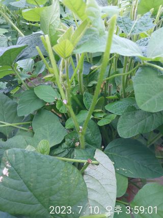 최용재님의 콩 · 자유게시판 작성글 사진