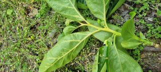 김현필님의 감 · 병해충상담 작성글 사진