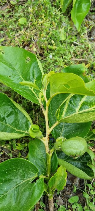 김현필님의 감 · 병해충상담 작성글 사진