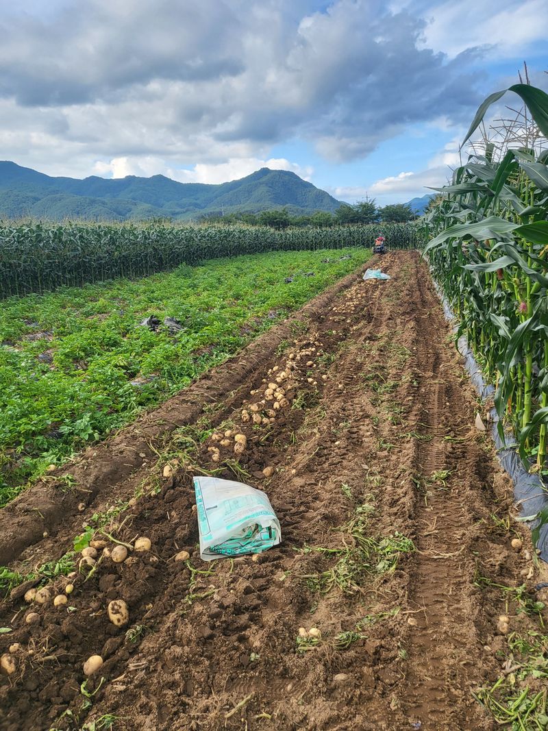 김두영님의 장터 판매 상품 [강원도수미감자팔아요ㅡ] 첨부 사진