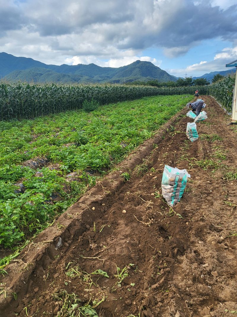 김두영님의 장터 판매 상품 [강원도수미감자팔아요ㅡ] 첨부 사진