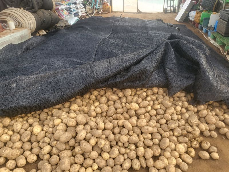 김두영님의 장터 판매 상품 [강원도수미감자팔아요ㅡ] 첨부 사진