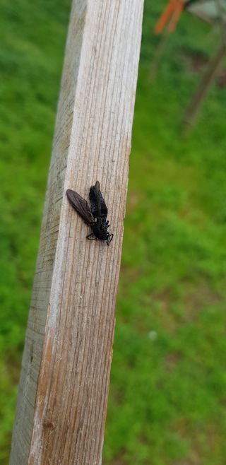 초보자두농사님의 자두 · 병해충상담 작성글 사진