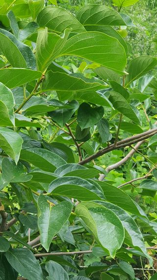 강혜원님의 감자 · 영농일지 작성글 사진