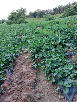 김창순님의 고구마 · 자유게시판 작성글 사진
