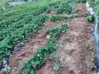 김창순님의 고구마 · 자유게시판 작성글 사진