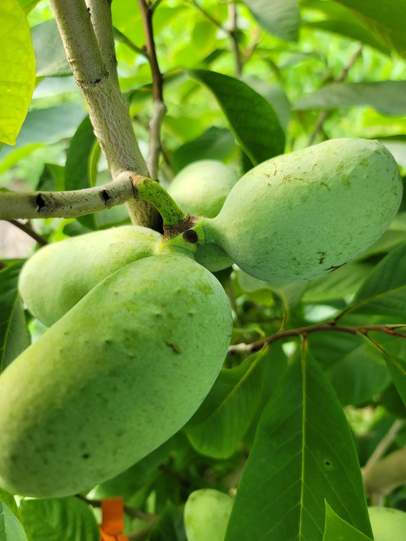 장터 상품 [포포열매] 썸네일