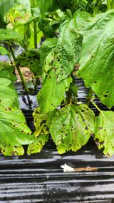 팜모닝 참깨·병해충상담 게시글 이미지