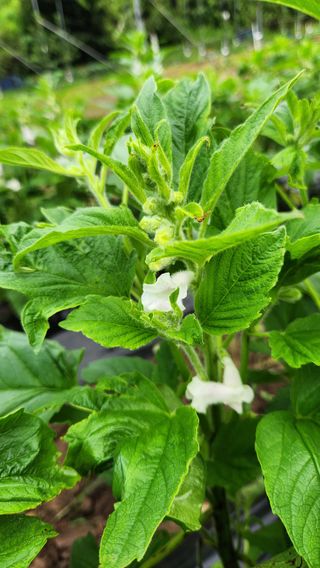 변관수님의 참깨 · 병해충상담 작성글 사진