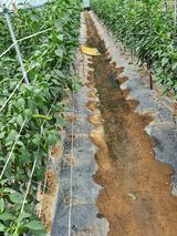 팜모닝 고추·영농일지 게시글 이미지