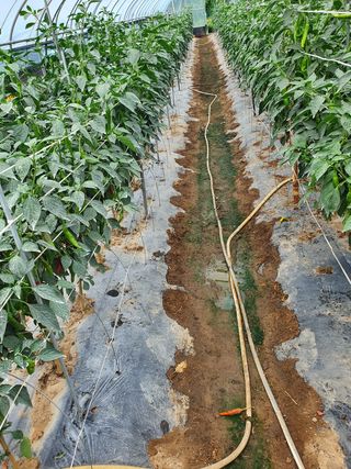 권헌석님의 고추 · 영농일지 작성글 사진