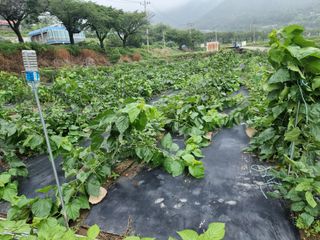 정영기대산축산농부♡님의 기타작물 · 영농일지 작성글 사진