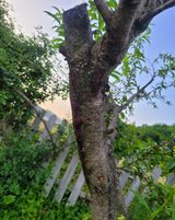 팜모닝 복숭아·병해충상담 게시글 이미지